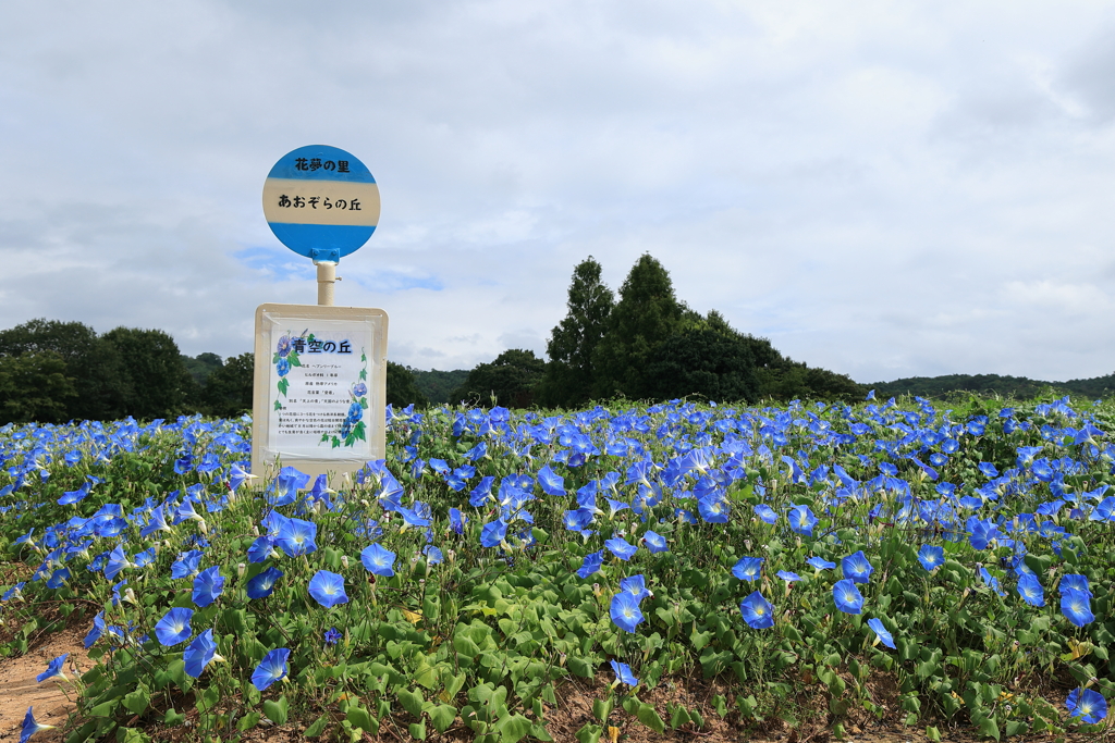 花夢の里(1) 220831-681