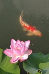 府中公園 (4) 250708-472