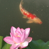 府中公園 (4) 250708-472