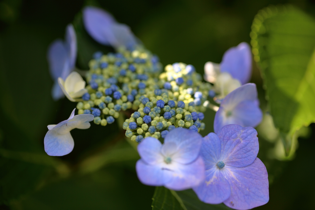 紫陽花 in 棲真寺 16.06.27