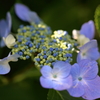 紫陽花 in 棲真寺 16.06.27