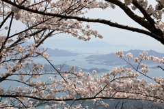 桜と瀬戸内海(2)  180402-921