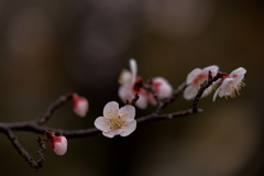 宮浦公園 (2) 260220-096