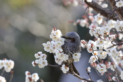宮浦公園 (2) 250307-187