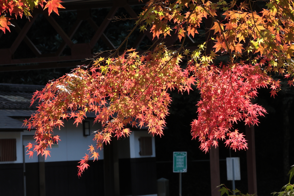 佛通寺 (2) 251106-005