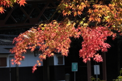 佛通寺 (2) 251106-005