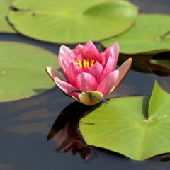 睡蓮ととんぼ　15.06.01