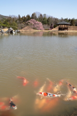 仙石庭園(1) 200321-841