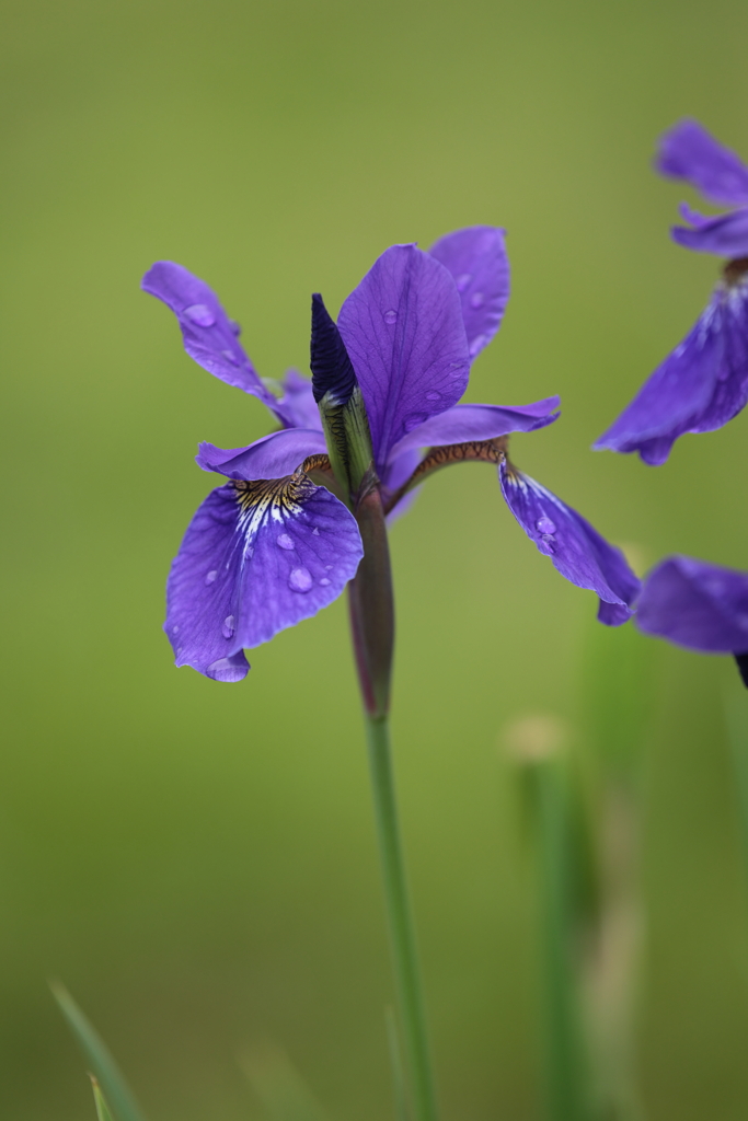 Iris (2) 220511-213