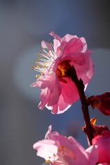 宮浦公園 260226-121