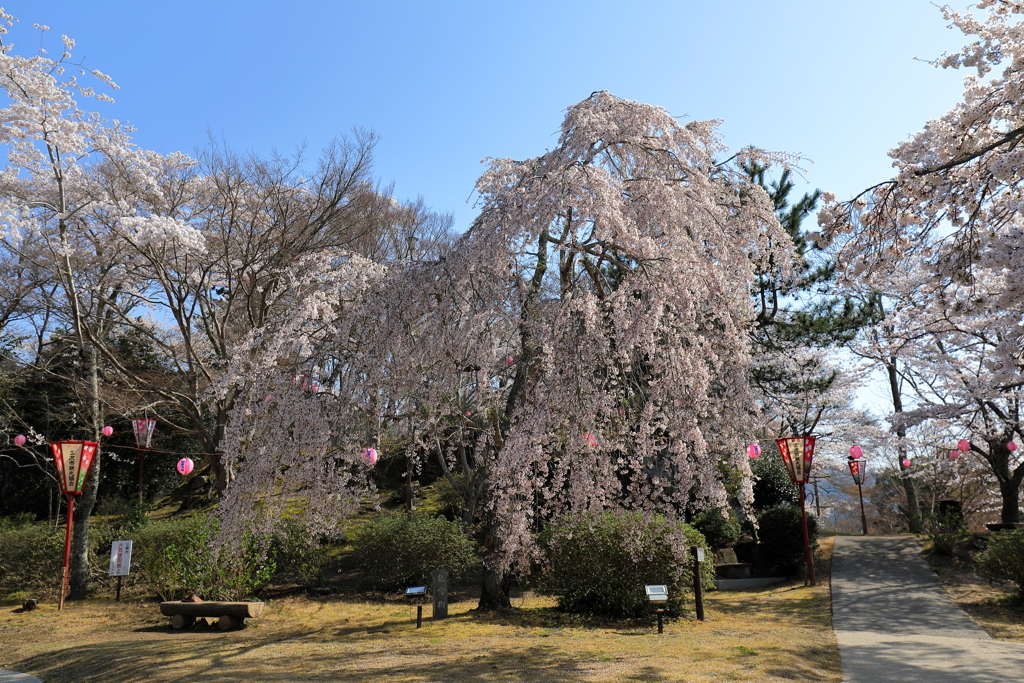 尾関山公園(4) 200404-962 