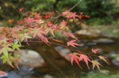 紅葉（仏通寺） 09.10.31