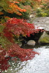 紅葉 in 三郎の滝(4)16.11.11