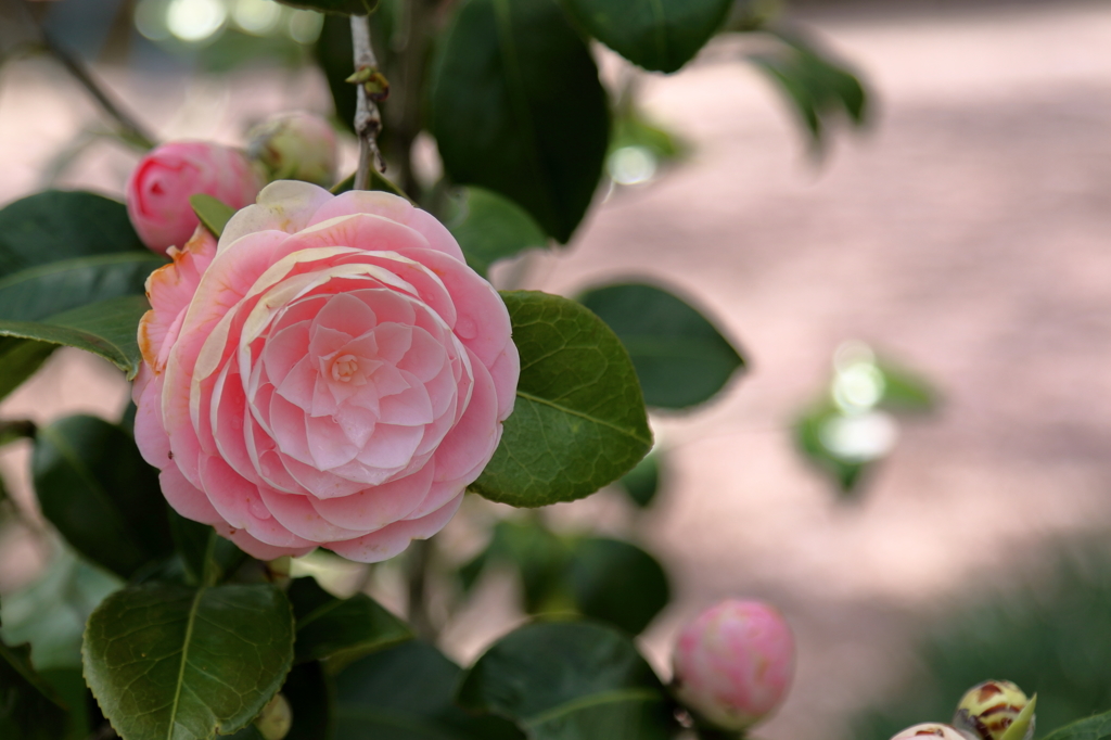 ツバキ　15.04.11