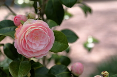 ツバキ　15.04.11