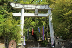 境内にこいのぼり(1) 230418-274