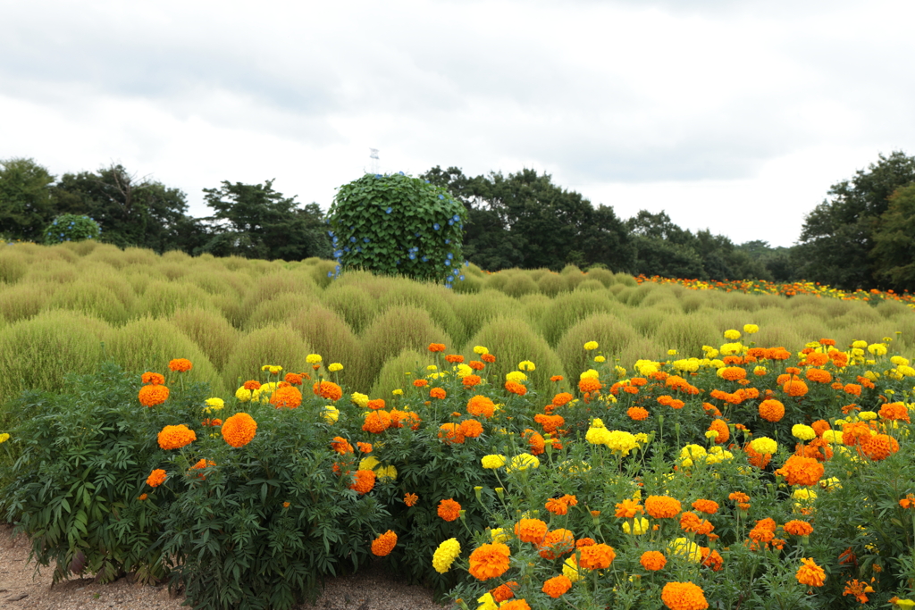 花夢の里 (5) 220831-670