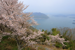 竜王山の桜 (3) 250410-75
