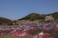 芝桜(1)　220407-090