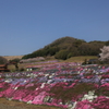 芝桜(1)　220407-090