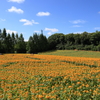 世羅高原農場 (5) 240817-113
