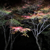 佛通寺ライトアップ(1)  181114-104