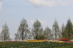 世羅高原２０１４ﾁｭｰﾘｯﾌﾟ 008(rev)