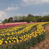 世羅高原農場(5) 190502-379