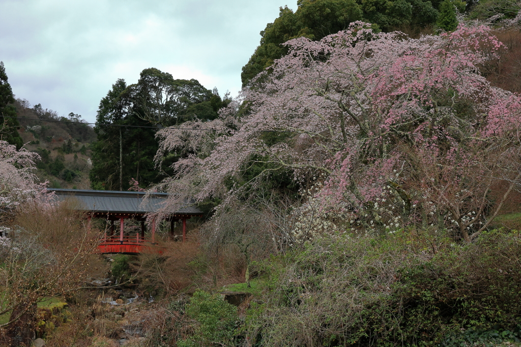 御調八幡宮 (3) 240404-943