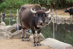 カメラ目線 250131-785