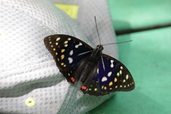 オオムラサキの里にて(3) 180617-680