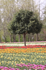 世羅高原２０１４ﾁｭｰﾘｯﾌﾟ② 011(rev)