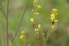 てんとう虫、み～つけた。