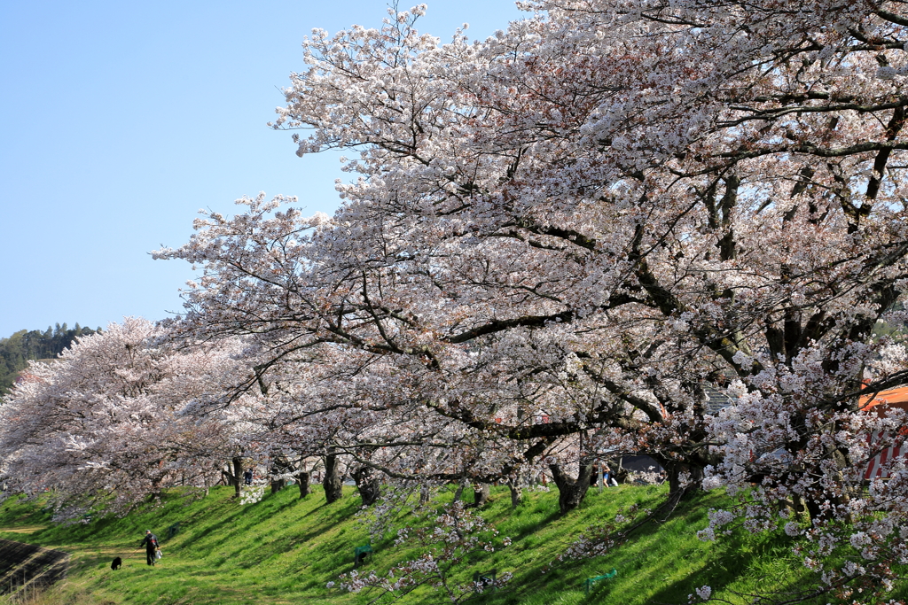 雲南・斐伊川堤防桜並木(2) 210402-074