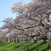 雲南・斐伊川堤防桜並木(2) 210402-074