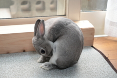 うさぎ3　250106-608.JPG