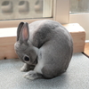 うさぎ3　250106-608.JPG
