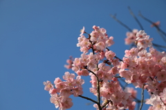 青空と桜 180328-731