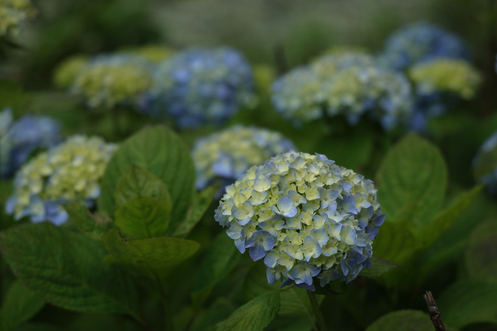 紫陽花(7) 230614-457 (2)