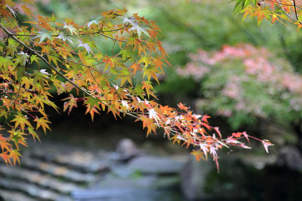 紅葉 in 三郎の滝(5) 16.11.11