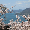 積善山三千本桜(4) 200402-907