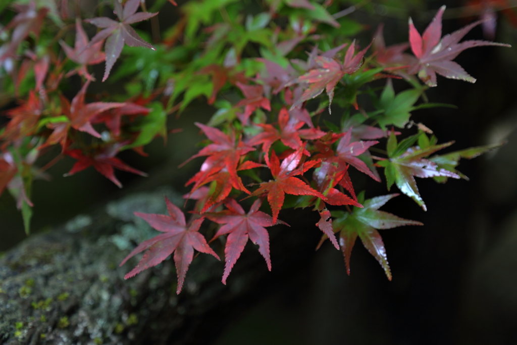 紅葉 in 三郎の滝(2) 16.11.11