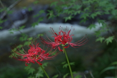 佛通寺川の彼岸花 250924-784