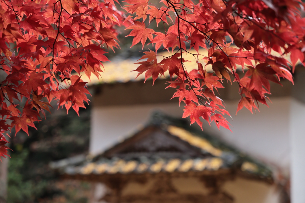 今高野山龍華寺 (15) 251121-224