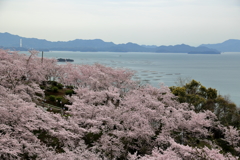 桜の名所、正福寺(3)17.04.10