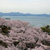 桜の名所、正福寺(3)17.04.10