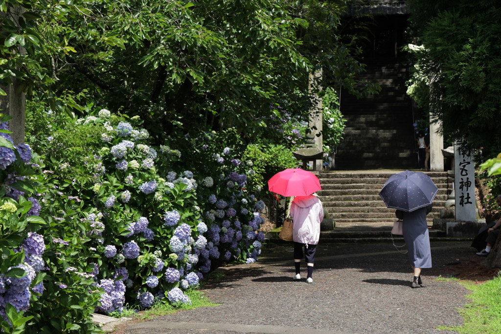あじさい寺 (2) 220622-398
