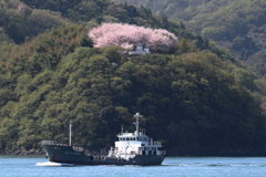 絶景の桜彩り 17.04.13-up