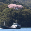 絶景の桜彩り 17.04.13-up