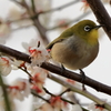 ウメジロー(1) 250313-241